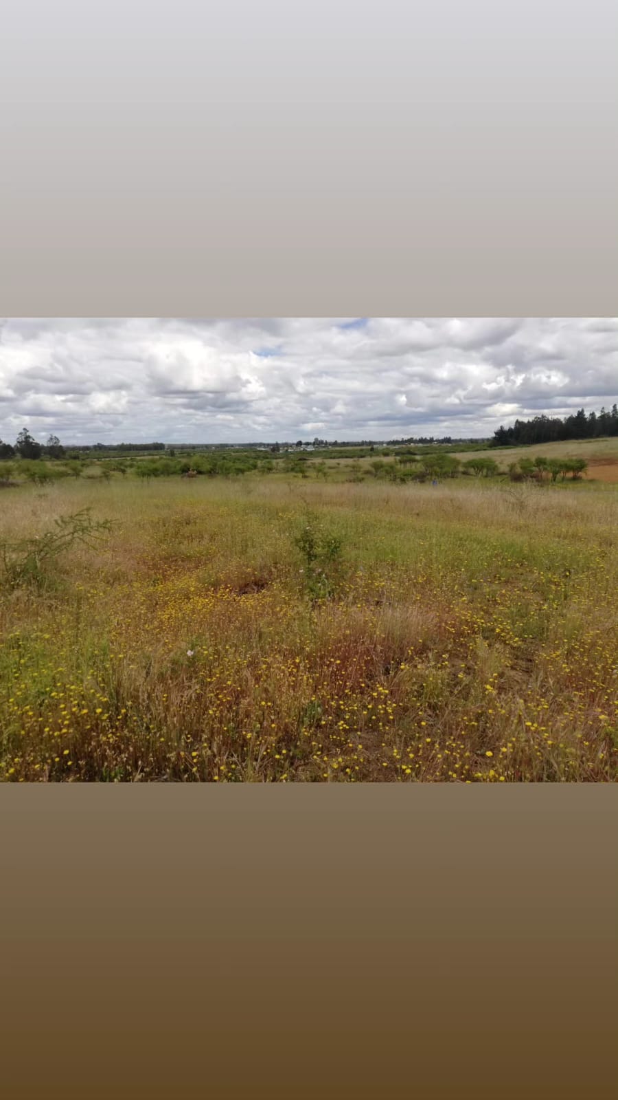 Parcela 5000 metros cuadrados Rucapequen
